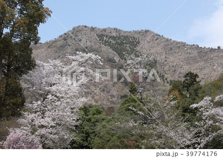 扇平自然公園から鷹巣山 39774176