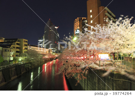目黒川桜まつり 夕景 目黒川桜まつり 夕景 39774264