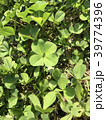クローバー 39774396