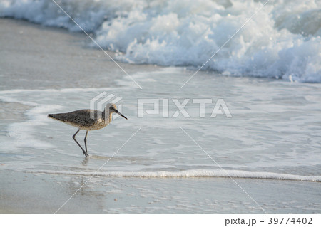 Willet (catoptrophorus semipalmatus) feeding Willet (catoptrophorus semipalmatus) feeding 39774402