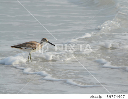 Willet (catoptrophorus semipalmatus) feeding 39774407