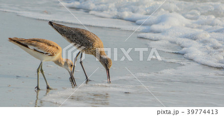 Willet (catoptrophorus semipalmatus) feeding 39774413