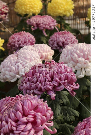 菊の花 39775317