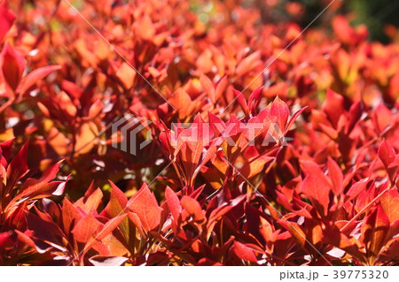 どうだんつつじの紅葉 どうだんつつじの紅葉 39775320