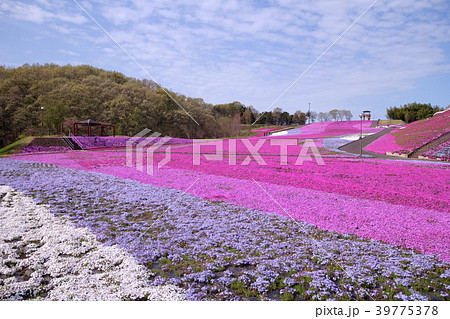 市貝町 芝ざくら公園の写真素材 [39775378] - PIXTA