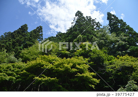 社叢林（金櫻神社／山梨県甲府市御岳町2347） 39775427
