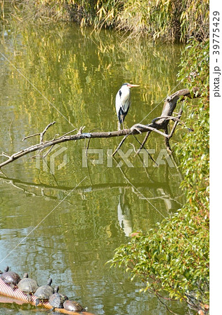 甲羅干しをする亀・アオサギ（天王寺公園･河底池／大阪市天王寺区茶臼山町） 39775429