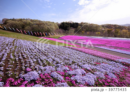 市貝町　芝ざくら公園 39775435