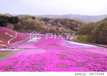 市貝町 芝ざくら公園 市貝町 芝ざくら公園 39775440