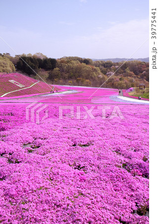 市貝町 芝ざくら公園 市貝町 芝ざくら公園 39775441