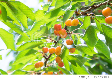 さくらんぼ狩り 39775461