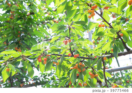 さくらんぼ狩り 39775466