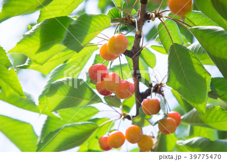 さくらんぼ狩り 39775470