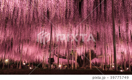Purple wisteria trellis flowers Purple wisteria trellis flowers 39775749