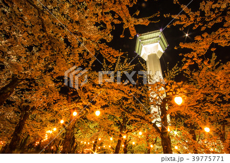cherry blossom garden below the Goryokaku Tower 39775771
