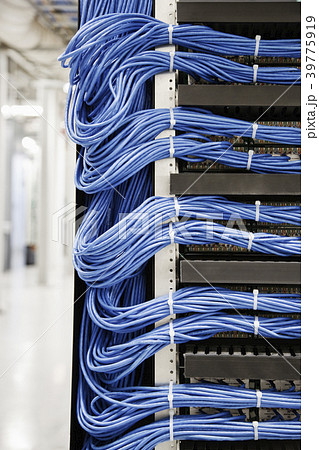 Cat 5 cables hooked to servers in a computer server farm. Cat 5 cables hooked to servers in a computer server farm. 39775919