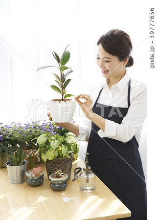園芸 緑 緑色 39777656