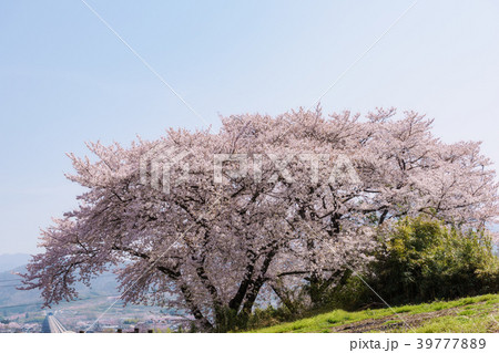 公園の桜 39777889