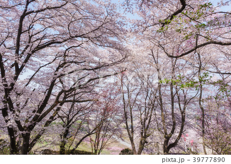 公園の桜 39777890