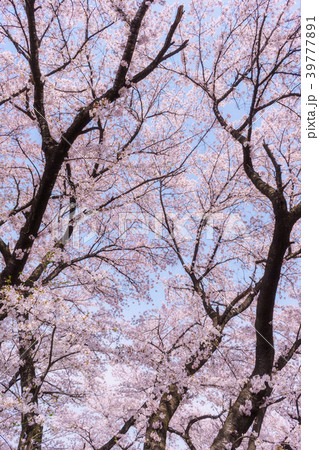 公園の桜 39777891