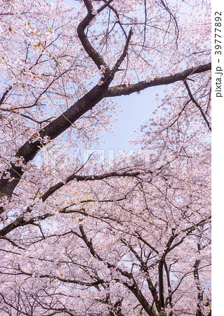 公園の桜 39777892