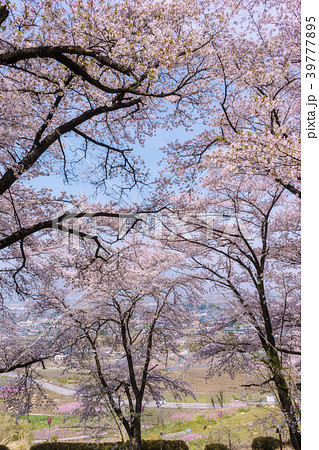 公園の桜 39777895