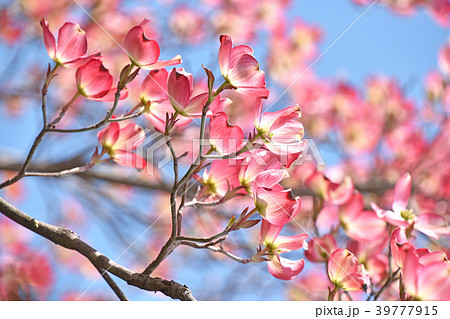 ハナミズキ 花水木 の写真素材
