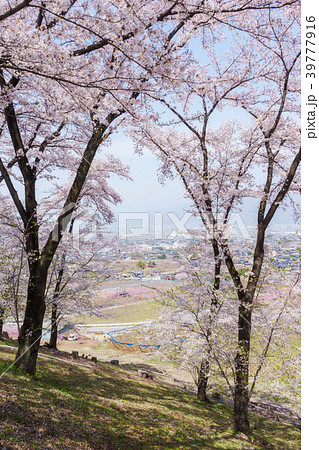 公園の桜 公園の桜 39777916