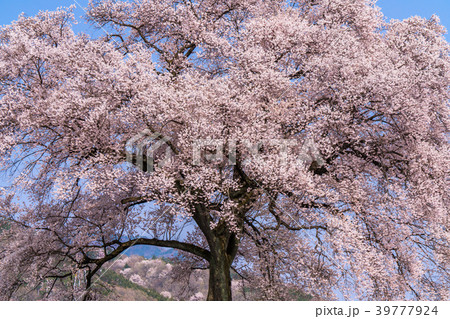 《山梨県》わに塚の桜 39777924