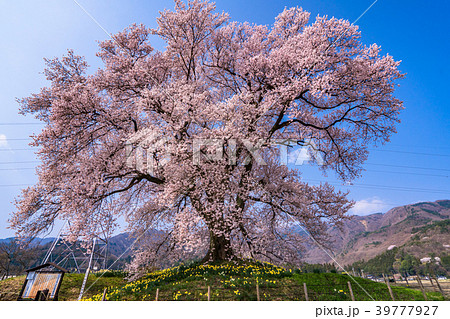《山梨県》わに塚の桜 39777927