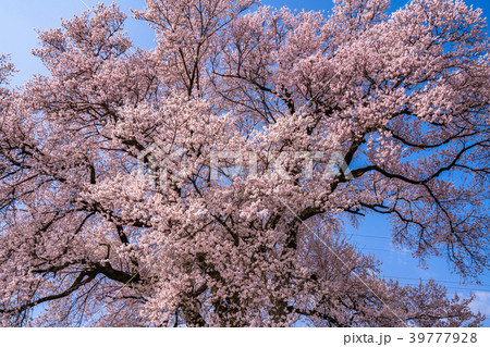《山梨県》わに塚の桜 39777928