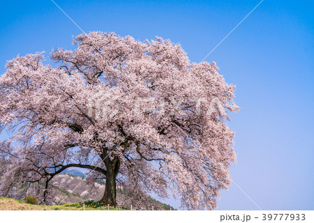 《山梨県》わに塚の桜 39777933