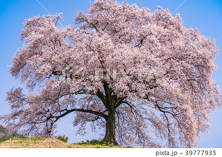 《山梨県》わに塚の桜 39777935