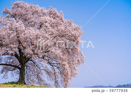 《山梨県》わに塚の桜 39777936