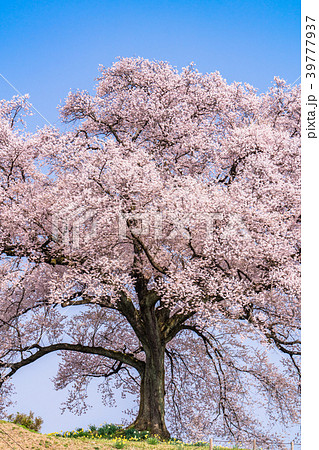 《山梨県》わに塚の桜 39777937