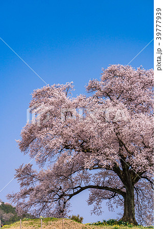 《山梨県》わに塚の桜 39777939