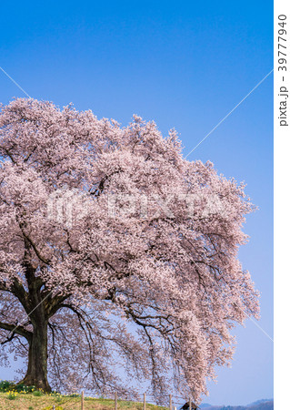 《山梨県》わに塚の桜 39777940