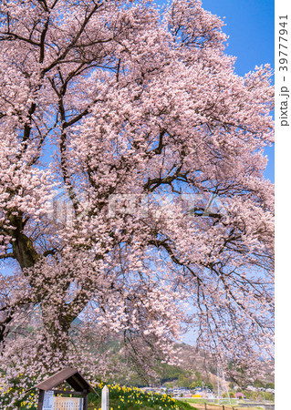 《山梨県》わに塚の桜 39777941