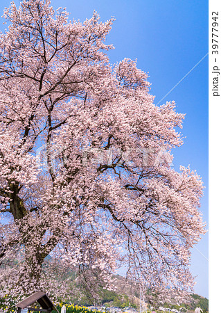 《山梨県》わに塚の桜 39777942