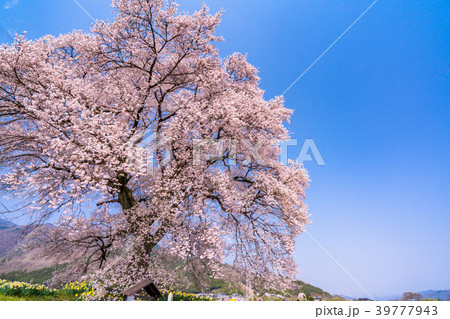 《山梨県》わに塚の桜 39777943