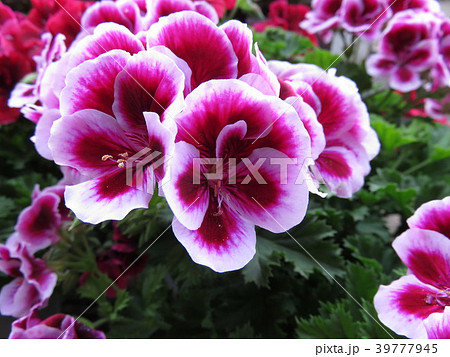 ペラルゴニウム 39777945