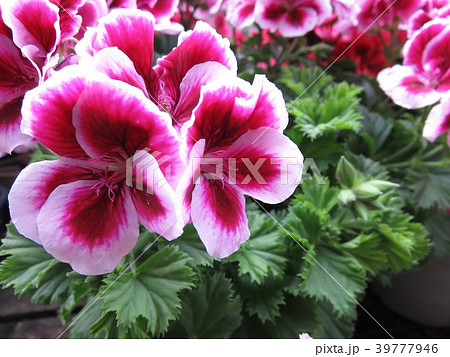 ペラルゴニウム ペラルゴニウム 39777946