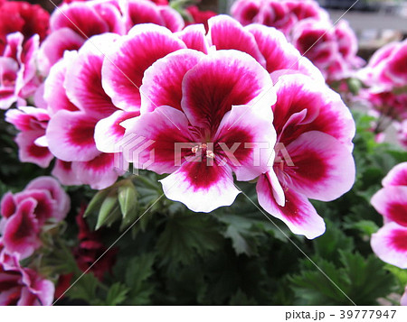 ペラルゴニウム 39777947