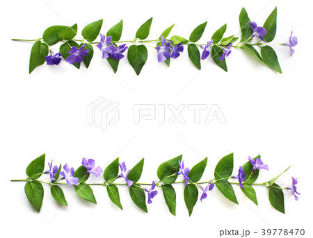 ツルニチニチソウの花飾り ツルニチニチソウの花飾り 39778470