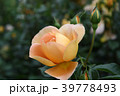 バラ　朝露 39778493