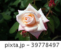 バラ　プリンセスノブコ 39778497