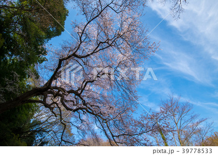 エドヒガン桜　北本市　北本自然観察公園 39778533