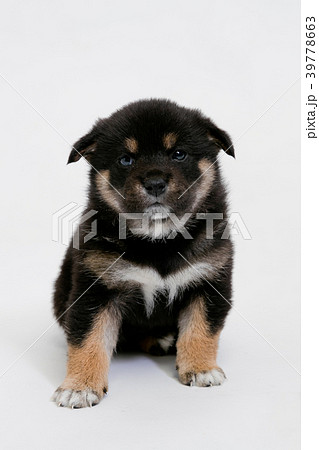 柴犬 39778663
