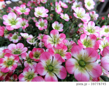 クモマグサ クモマグサ 39778745