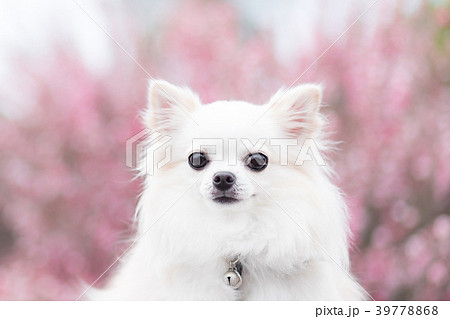 チワワと御柳梅 39778868